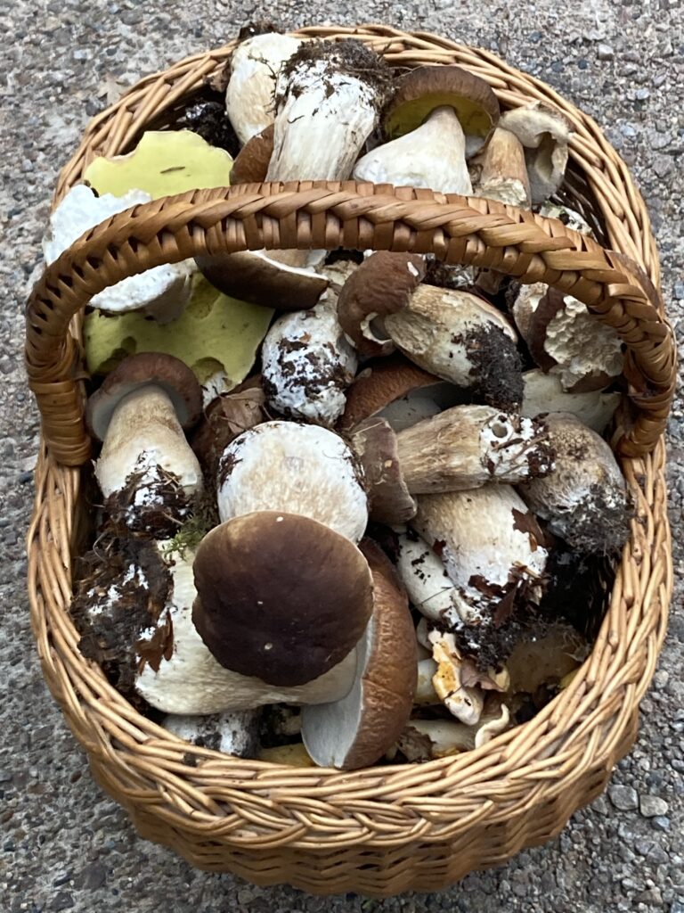 Bild på en korg full med olika svampar plockade av Ingalill