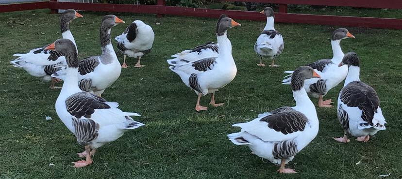 gassen pa drakamollan3